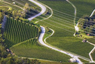 Power lines across vineyards and fields, view from Vercorin, Val d'Anniviers, Valais Alps, Canton