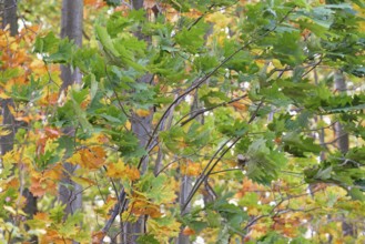Red oak (Quercus rubra), branches with autumn leaves in strong wind, Möhnesee, Möhnetalsperre,