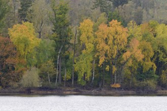 View over Lake Möhnesee, mixed autumn forest on the shore, Möhnetalsperre, North Rhine-Westphalia,
