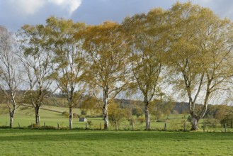 Deciduous tree, birch (Betula), row of trees with autumn leaves, blue cloudy sky, North