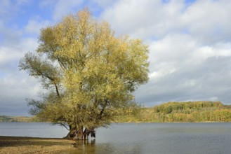 Willow (Salix) with autumn leaves on the lakeshore, blue cloudy sky, Möhnesee, Möhnetalsperre,