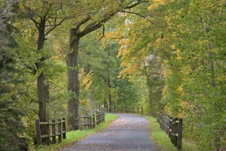 Riverside trail leads through the autumn forest at Möhnesee, Möhnetalsperre, North