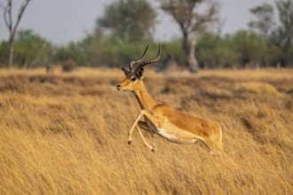 Impala (Aepyceros melampus) male jumping, running, on the run, Xakanaxa, Okavango Delta, Moremi