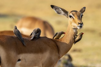 Impala (Aepyceros melampus) and red-billed oxpecker (Buphagus africanus), Xakanaxa, Okavango Delta,
