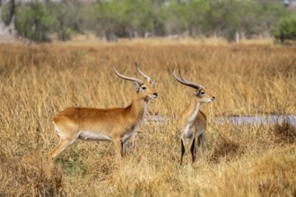 Letschwe or lychee moor antelope (Kobus leche), adult male, Xakanaxa, Okavango Delta, Moremi Game