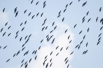 Pink pelican (Pelecanus onocrotalus), flock of birds circling in the sky, birds in flight, Namibia