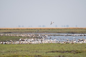Pink pelican (Pelecanus onocrotalus), flock at the Kavango River, Namibia
