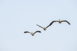 Pink pelican (Pelecanus onocrotalus) in flight, on the Kavango River, Namibia