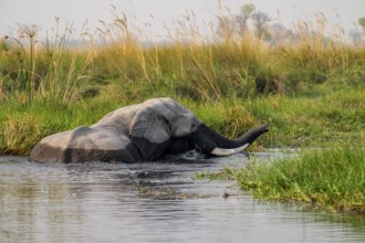 African elephant (Loxodonta africana) swimming in the swamp, Xakanaxa Lagoon, Okavango Delta,