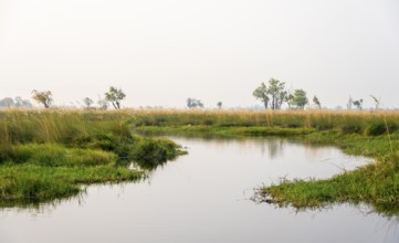 Swamp, Xakanaxa Lagoon, Okavango Delta, Moremi Game Reserve, Botswana