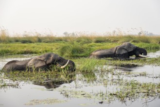 African elephant (Loxodonta africana) in the swamp, Xakanaxa Lagoon, Okavango Delta, Moremi Game
