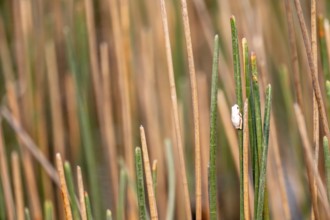 Marble reed frog (Hyperolius marmoratus), white frog sitting on a papyrus, Xakanaxa Lagoon,