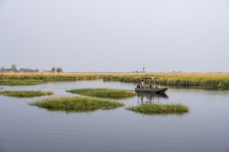 Safari by boat, tourist observing African elephant (Loxodonta africana) in the swamp, Xakanaxa