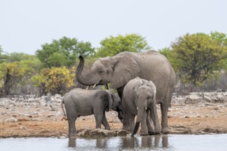 Herd of animals, animal family with young, African elephant (Loxodonta africana) drinking at a
