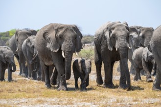 Herd of animals, animal family with young, African elephant (Loxodonta africana), Etosha National