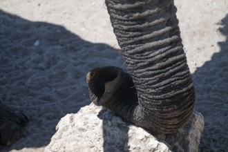 Detail, trunk, African elephant (Loxodonta africana), Etosha National Park, Namibia