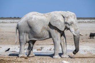 Lone African elephant (Loxodonta africana) drinking at a waterhole, Etosha National Park, Namibia