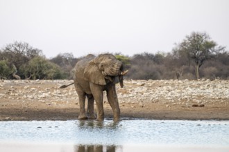 African elephant (Loxodonta africana) has its trunk funny, waterhole, Etosha National Park, Namibia