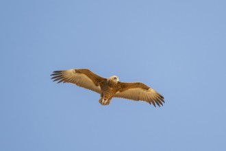 Savannah eagle or eagle of prey (Aquila rapax), bird of prey flying, Etosha National Park, Namibia