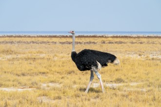 Male common ostrich (Struthio camelus) running through savannah, Etosha National Park, Namibia