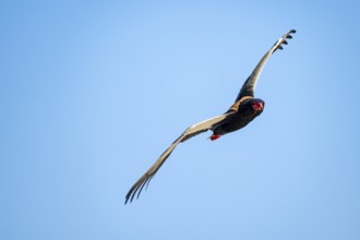 Bateleur (Terathopius ecaudatus), bird of prey flying, Etosha National Park, Namibia
