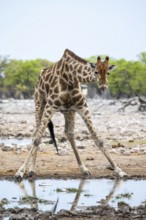 Angola giraffe (Giraffa giraffa angolensis) drinking, Etosha National Park, Namibia