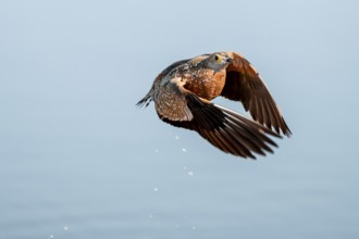 Burchell's sandgrouse (Pterocles burchelli) in flight, Savuti, Chobe Nationalpark, Botswana