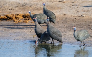 Helmeted guinea fowl (Numida meleagris), Savuti, Chobe Nationalpark, Botswana
