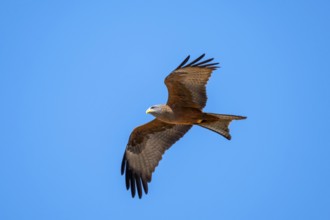 Black kite (Milvus migrans) flying against a blue sky, Savuti, Chobe Nationalpark, Botswana