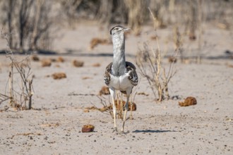 Kori Bustard (Ardeotis kori), Savuti, Chobe Nationalpark, Botswana