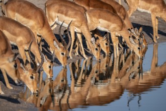 Impala (Aepyceros melampus) drinking at a waterhole, reflection, Savuti, Chobe National Park,