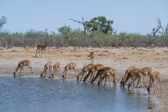 Impala (Aepyceros melampus) drinking at a waterhole, Savuti, Chobe National Park, Botswana