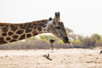 Cape giraffe (Giraffa giraffa giraffa) drinking merrily, Savuti, Chobe National Park, Botswana