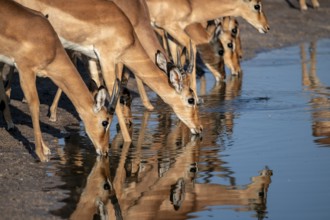 Impalas (Aepyceros melampus) drinking at the waterhole, beautiful picture with reflection, Savuti,