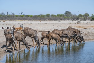 Female drinking at waterhole, Greater kudu (Tragelaphus strepsiceros), Savuti, Chobe National Park,