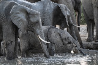 Herd of elephants, African elephant (Loxodonta africana) with young at the waterhole, sunset,