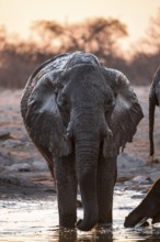 Herd of elephants, African elephant (Loxodonta africana) at the waterhole, sunset, Savuti, Chobe