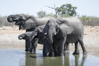 Herd of elephants at a waterhole, African elephant (Loxodonta africana), Savuti, Chobe National
