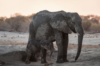 African elephant (Loxodonta africana) with young, sunset, Savuti, Chobe National Park, Botswana