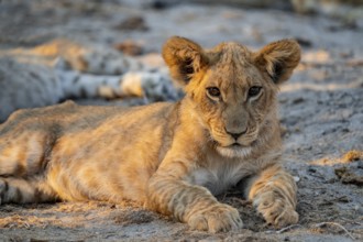 Cub, lion (Panthera leo) lying, Savuti, Chobe National Park, Botswana