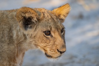 Cub, lion (Panthera leo), Savuti, Chobe National Park, Botswana