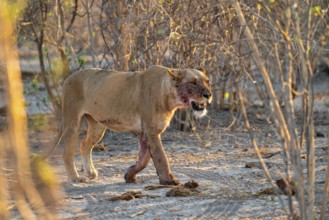 Lioness with blood directly after a successful kill, lion (Panthera leo) on the hunt, Savuti, Chobe