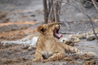 Cub, lion (Panthera leo) yawning and showing teeth, Savuti, Chobe National Park, Botswana