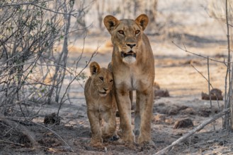 Mother and young cuddling, lion (Panthera leo), Savuti, Chobe National Park, Botswana