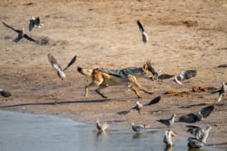 Black-backed jackal (Lupulella mesomelas) hunting pigeons, Savuti, Chobe National Park, Botswana