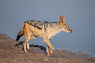 Black-backed jackal (Lupulella mesomelas) at a waterhole, Savuti, Chobe National Park, Botswana