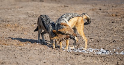 Two black-backed jackals (Lupulella mesomelas) hunting a pigeon, Savuti, Chobe National Park,