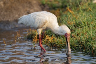 Red-faced spoonbill (Platalea alba) foraging, Ihaha, Chobe National Park, Botswana
