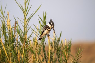 Grey Kingfisher (Ceryle rudis), on the Kavango River, Namibia