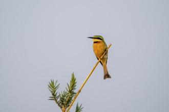 Dwarf spint (Merops pusillus), on the Kavango River, Namibia